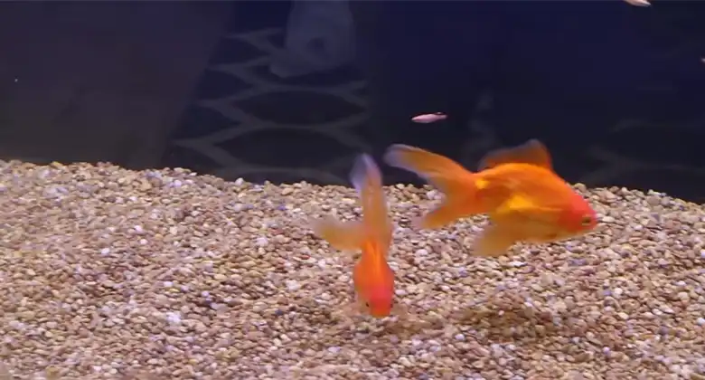 How Often To Change Aquarium Substrate